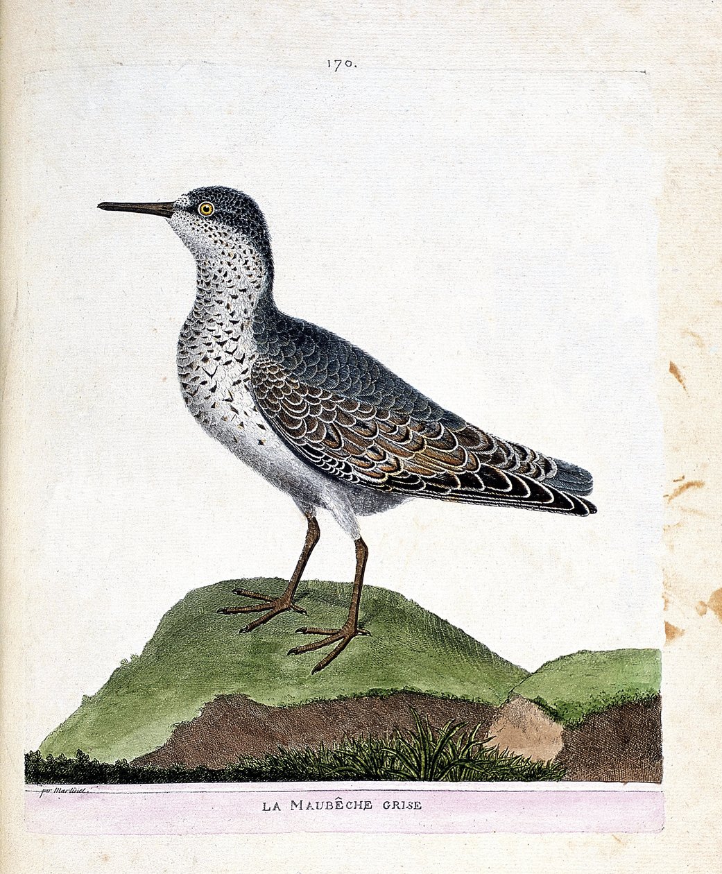 Eläinkartta (ornitologia): harmaa maubeche (violetti nokka tai calidris maritima). Kuvitus Francois Nicolas Martinet