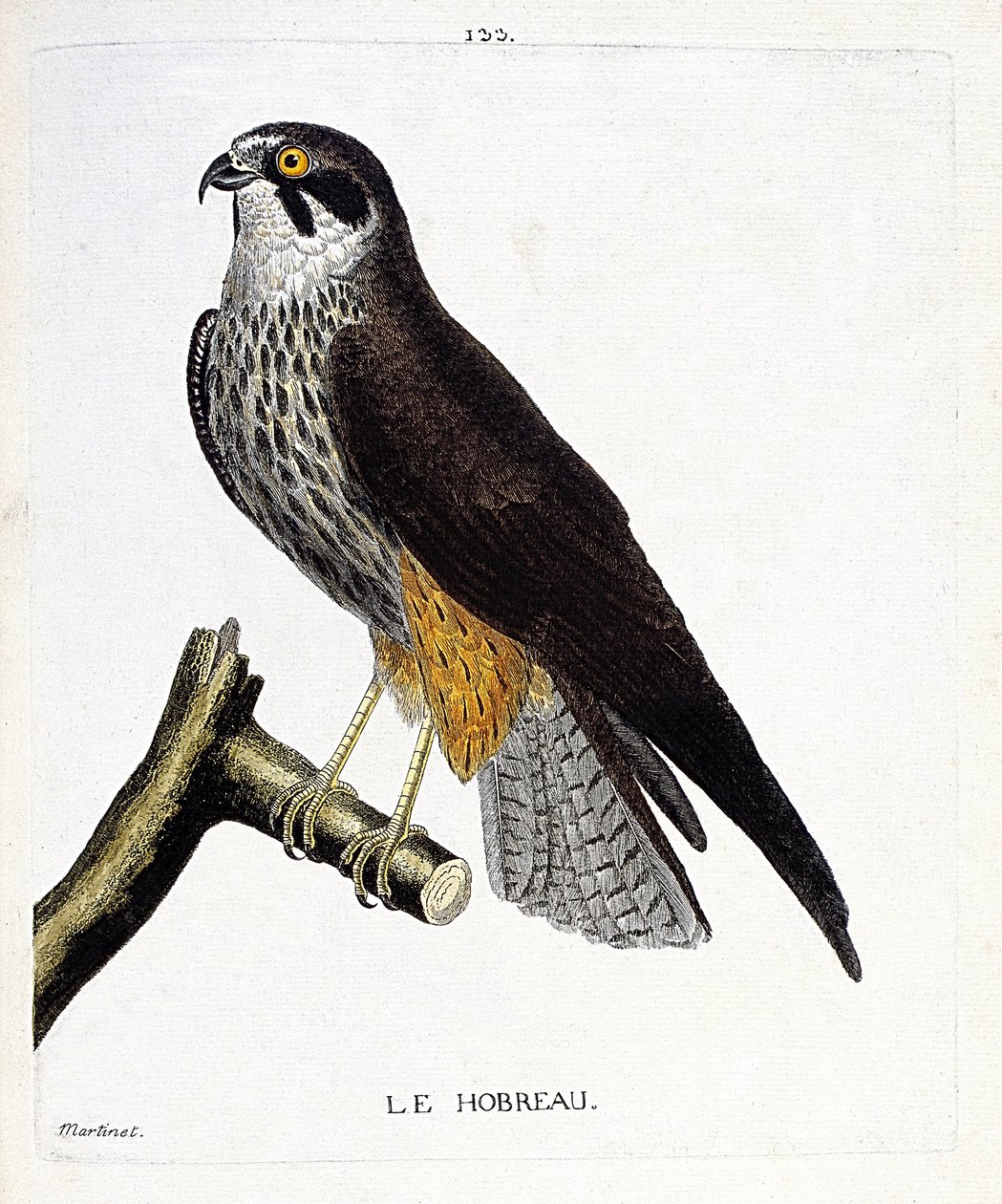 Eläinkartta (ornitologia): hobreau (haukkahaukka tai falco subbuteo) oksalla. Kuvitus Francois Nicolas Martinet