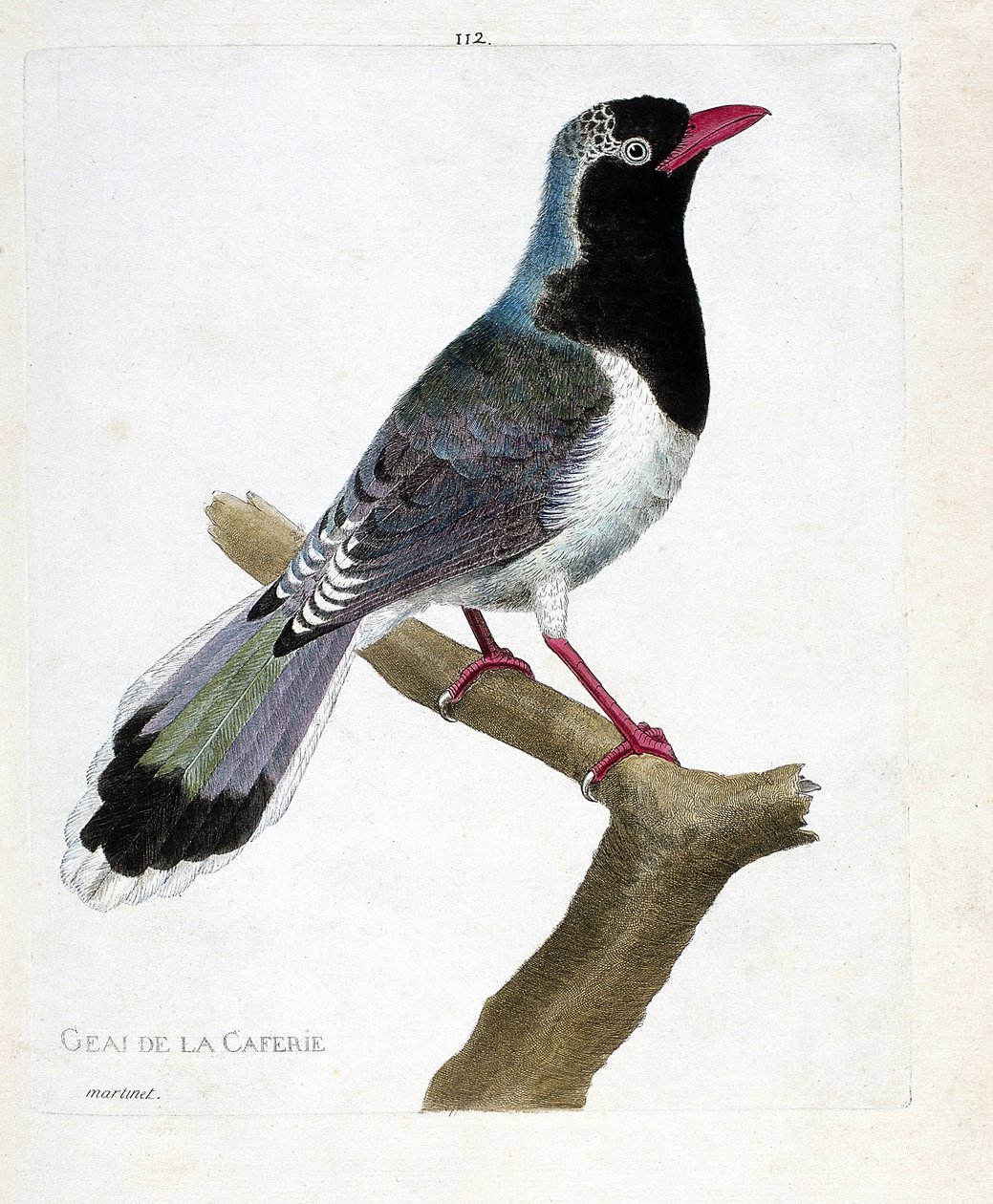 Eläinkartta (ornitologia): kahvilan nokka (punanokkapirolla tai urocissa erythrorhyncha). Kuvitus Francois Nicolas Martinet