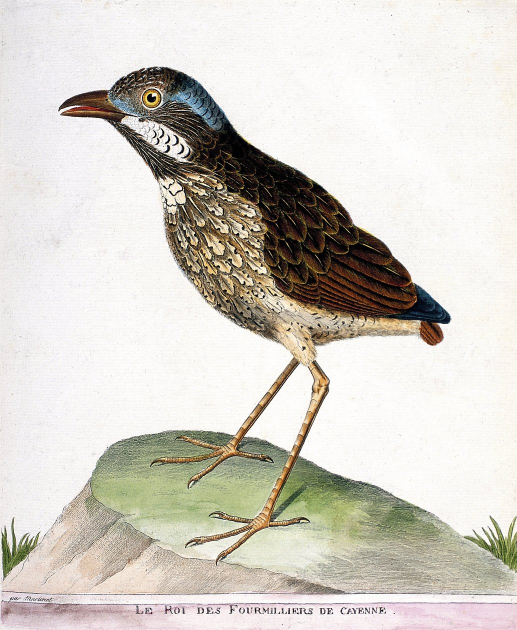 Eläinkartta (ornitologia): Cayennen neljännen tuhannen kuningas (grallaire king tai grallaria varia). Kuvitus Francois Nicolas Martinet