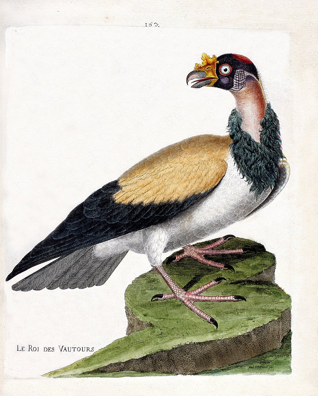 Eläinkartta (ornitologia): korppikotkien kuningas (sarkoramfikuningas tai sarcoramphus papa). Kuvitus Francois Nicolas Martinet