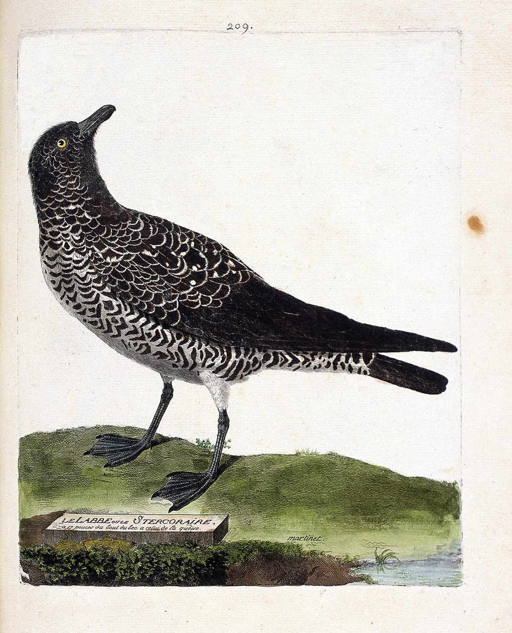 Zoologinen kartta (ornitologia): labbe tai stercorar (pomarin labbe tai stercorarius pomarinus). Kuvitus Francois Nicolas Martinet