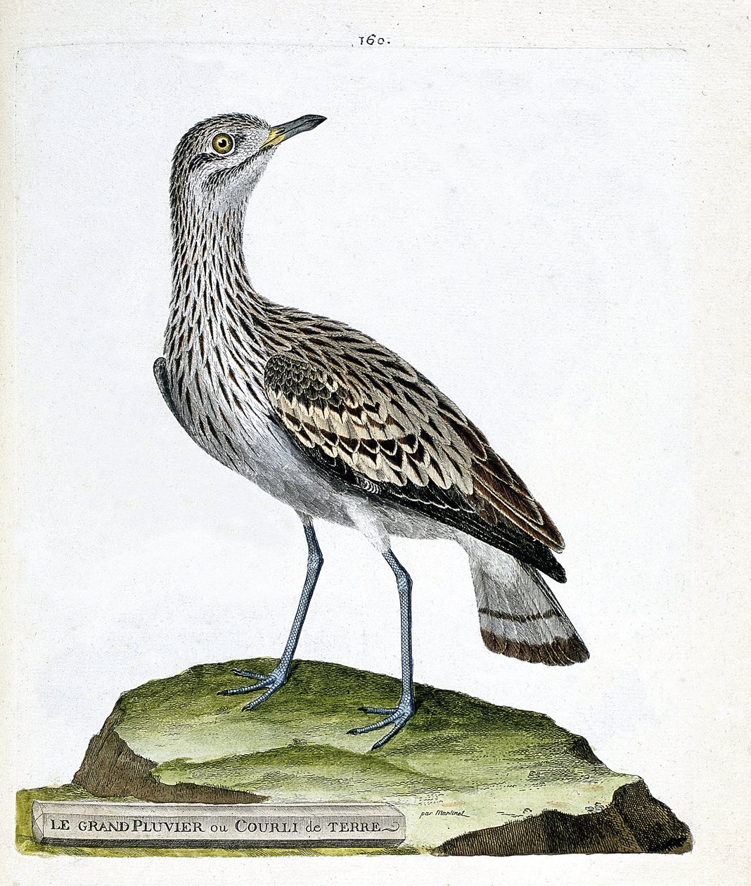 Eläinkartta (ornitologia): suuri aura tai varis (oedicneme criard (Burhinus oedicnemus). Kuvitus Francois Nicolas Martinetin (1731-1800) "Lintujen historiasta, maalattu niiden esiintymisestä ja herkkyydestä". Yksityinen kokoelma. tekijältä Francois Nicolas Martinet