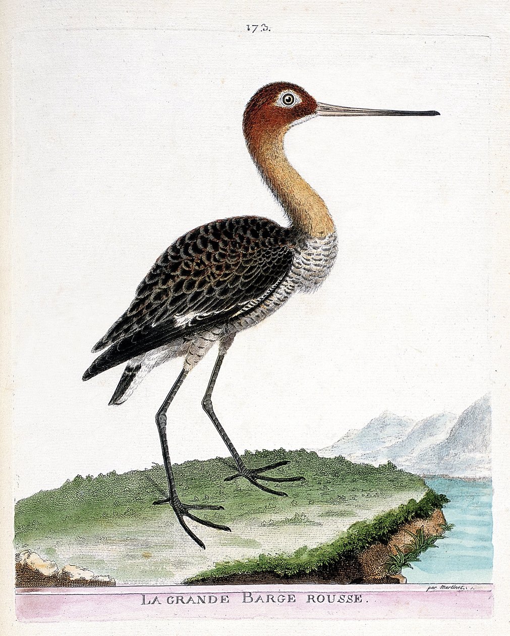 Eläinkartta (ornitologia): suuri punainen proomu (mustapyrstöproomu tai limosa limosa). Kuvitus Francois Nicolas Martinet