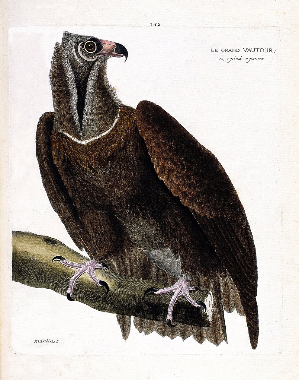 Eläinkartta (ornitologia): suuri korppikotka (munkkikorppikotka tai aegipius monachus) oksalla. Kuvitus Francois Nicolas Martinet