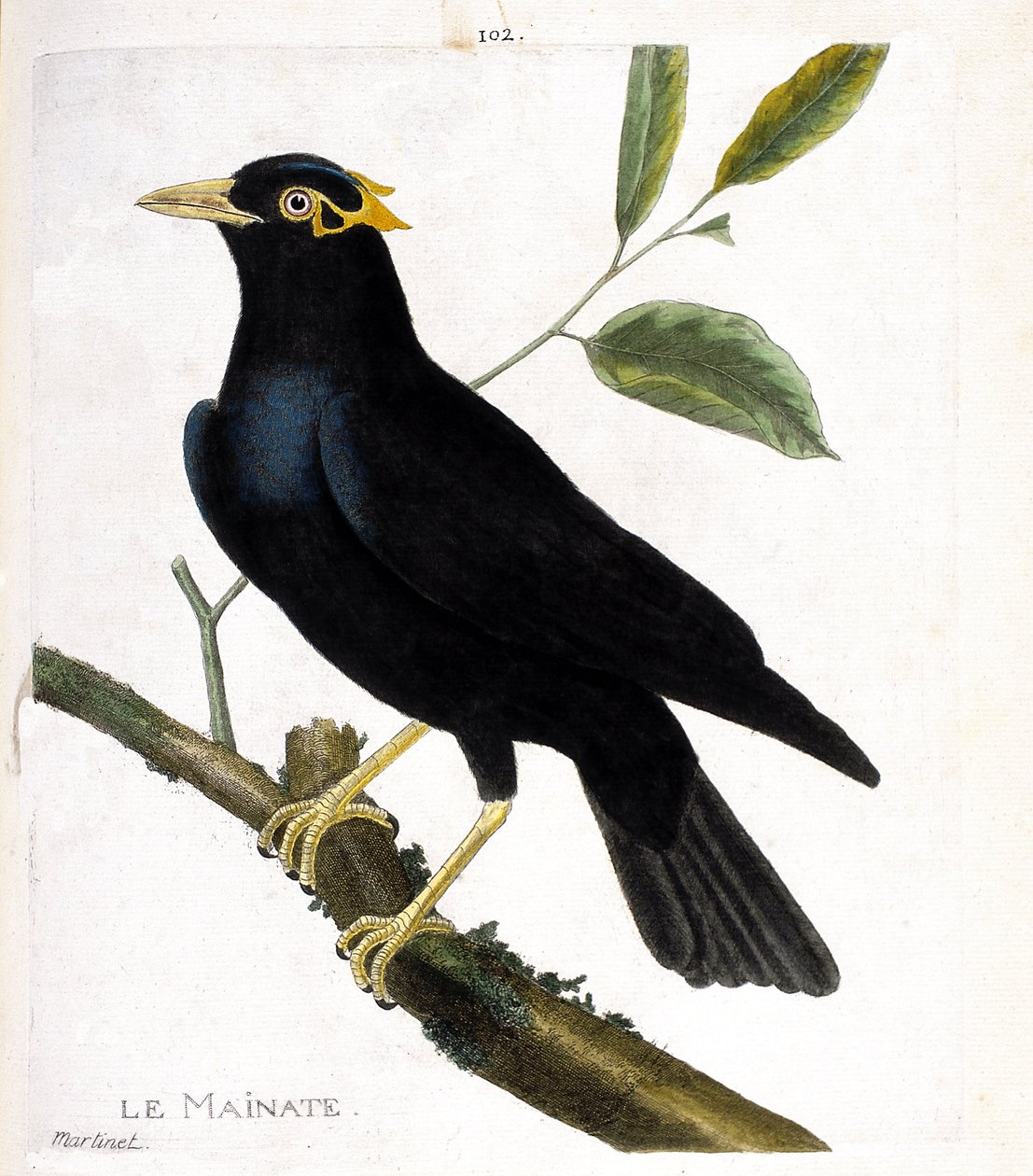 Eläinkartta (ornitologia): Mainate (uskonnollinen mainate tai gracula religiosa) oksalla. Kuvitus Francois Nicolas Martinet