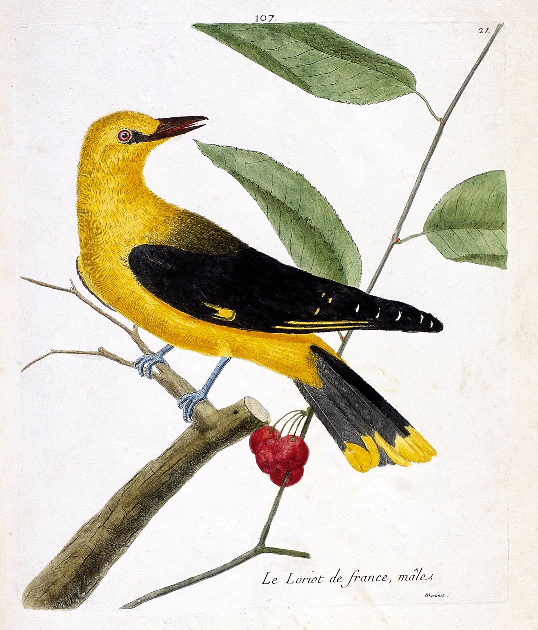 Eläinkartta (ornitologia): urospuolinen ranskalainen loriot (eurooppalainen loriot tai oriolus oriolus) oksalla. Kuvitus Francois Nicolas Martinet