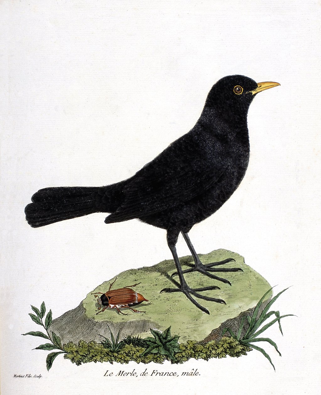 Zoologinen kartta (ornitologia): uros mustarastas (mustarastas tai turdus merula). Kuvitus Francois Nicolas Martinet