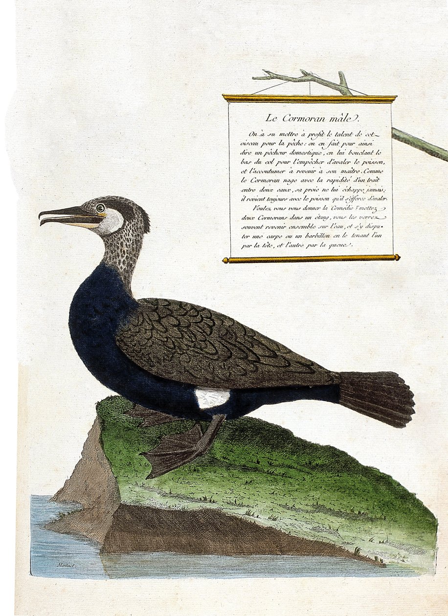 Eläinkartta (ornitologia): uros merimetso (suuri merimetso tai phalacrocorax carbo). Kuvitus Francois Nicolas Martinet