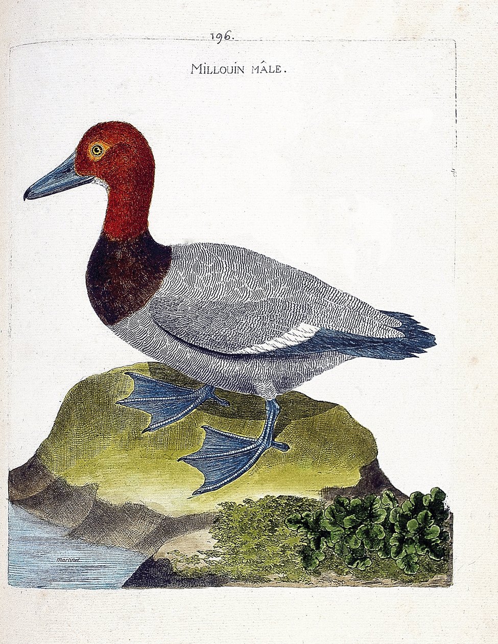 Eläinkartta (ornitologia): urosmillouin (scaup tai Aythia ferina). Kuvitus Francois Nicolas Martinet