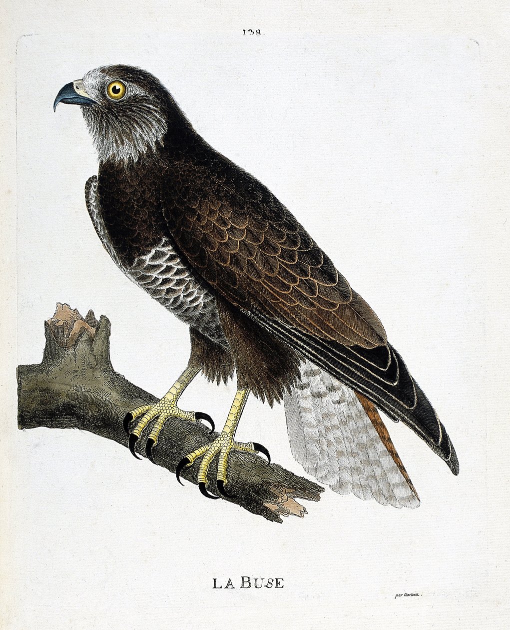 Eläinkartta (ornitologia): oksassa oleva suutin (muuttuva suutin tai buteo buteo). Kuvitus Francois Nicolas Martinet