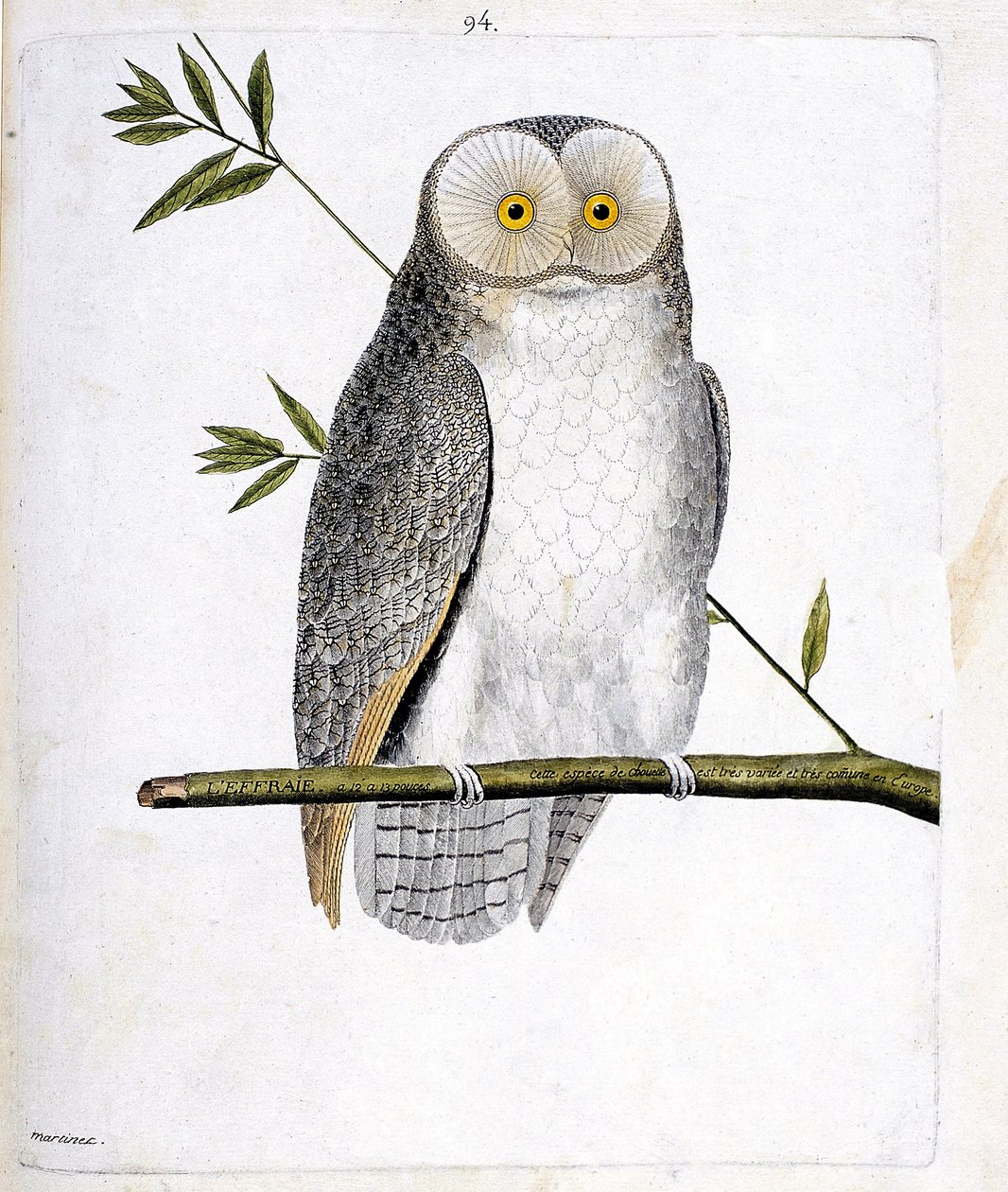 Eläinkartta (ornitologia): pöllö (torttupöllö tai Tyto Alba) oksalla. Kuvitus Francois Nicolas Martinet