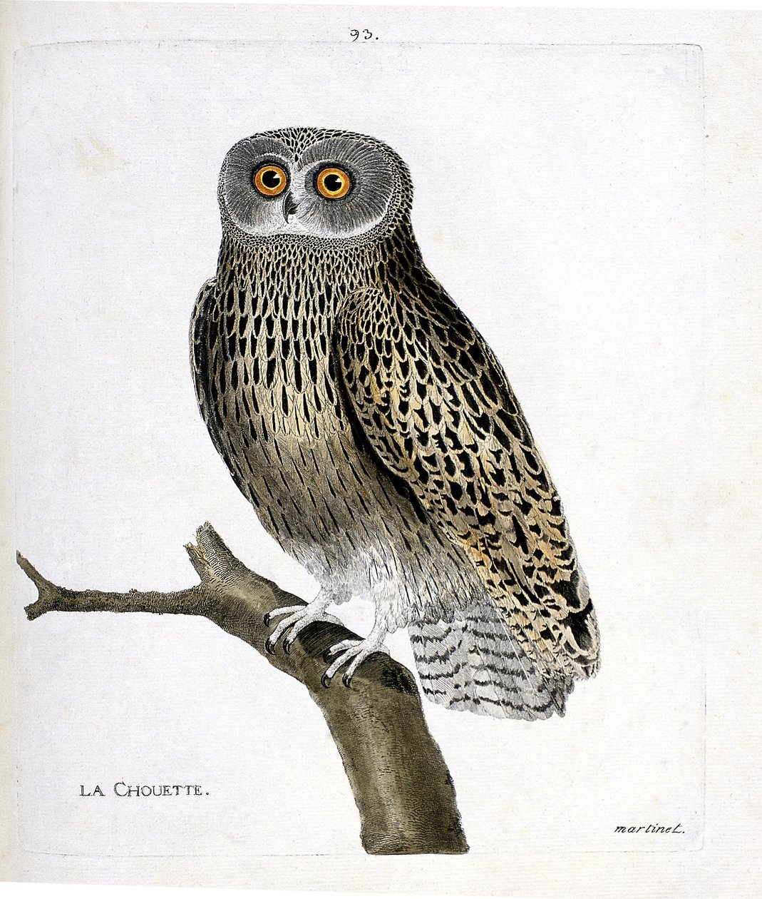 Eläinkartta (ornitologia): pöllö (hulotte owl tai strix aluco) oksalla. Kuvitus Francois Nicolas Martinet