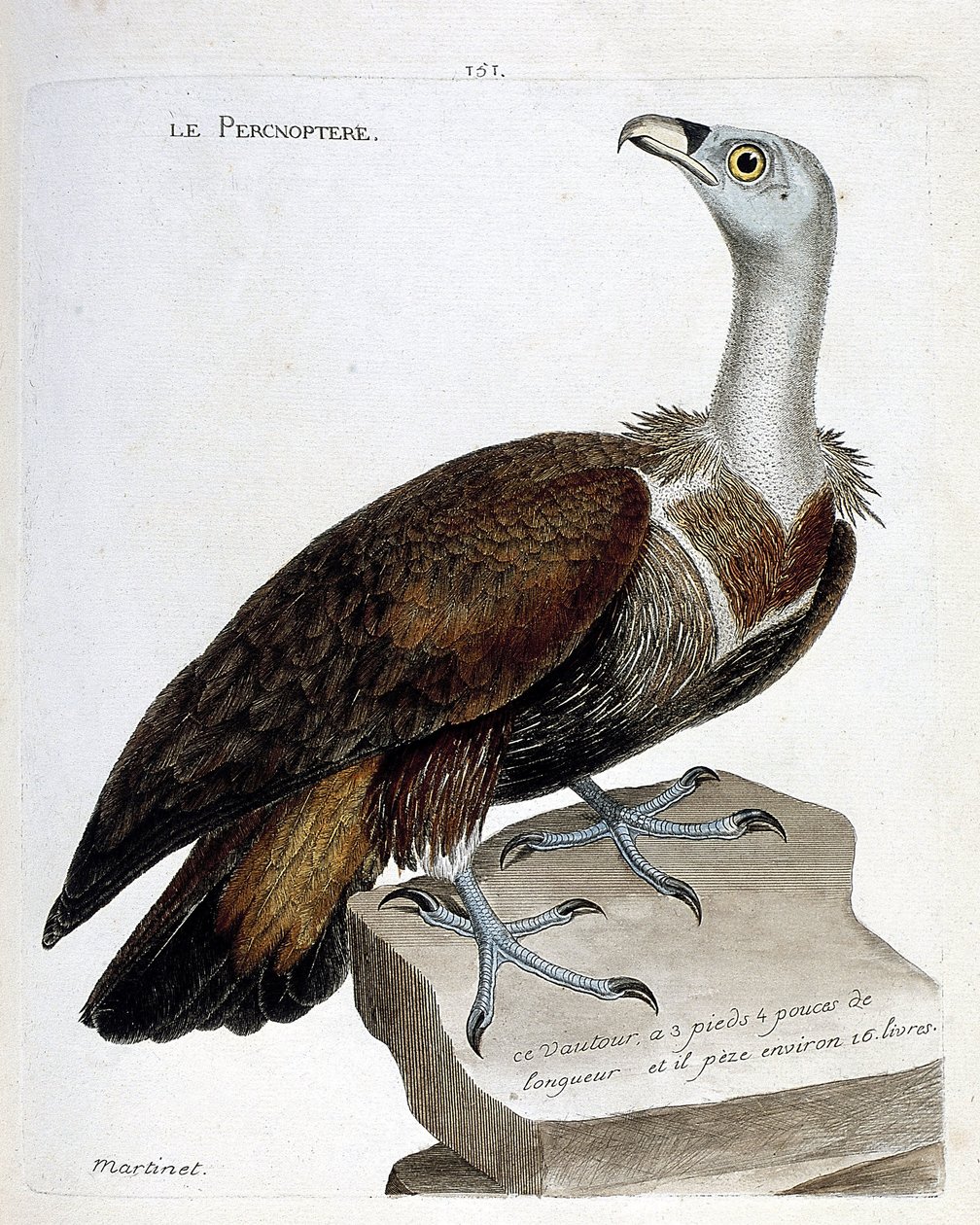 Eläinkartta (ornitologia): Pernoptere (fawn korppikotka tai fulvus gyps). Kuvitus Francois Nicolas Martinet