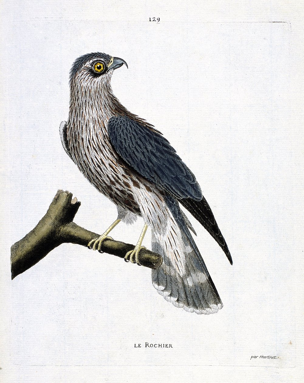 Eläinkartta (ornitologia): kivi (emrillon falcon tai falco colombarius) oksalla. Kuvitus Francois Nicolas Martinet