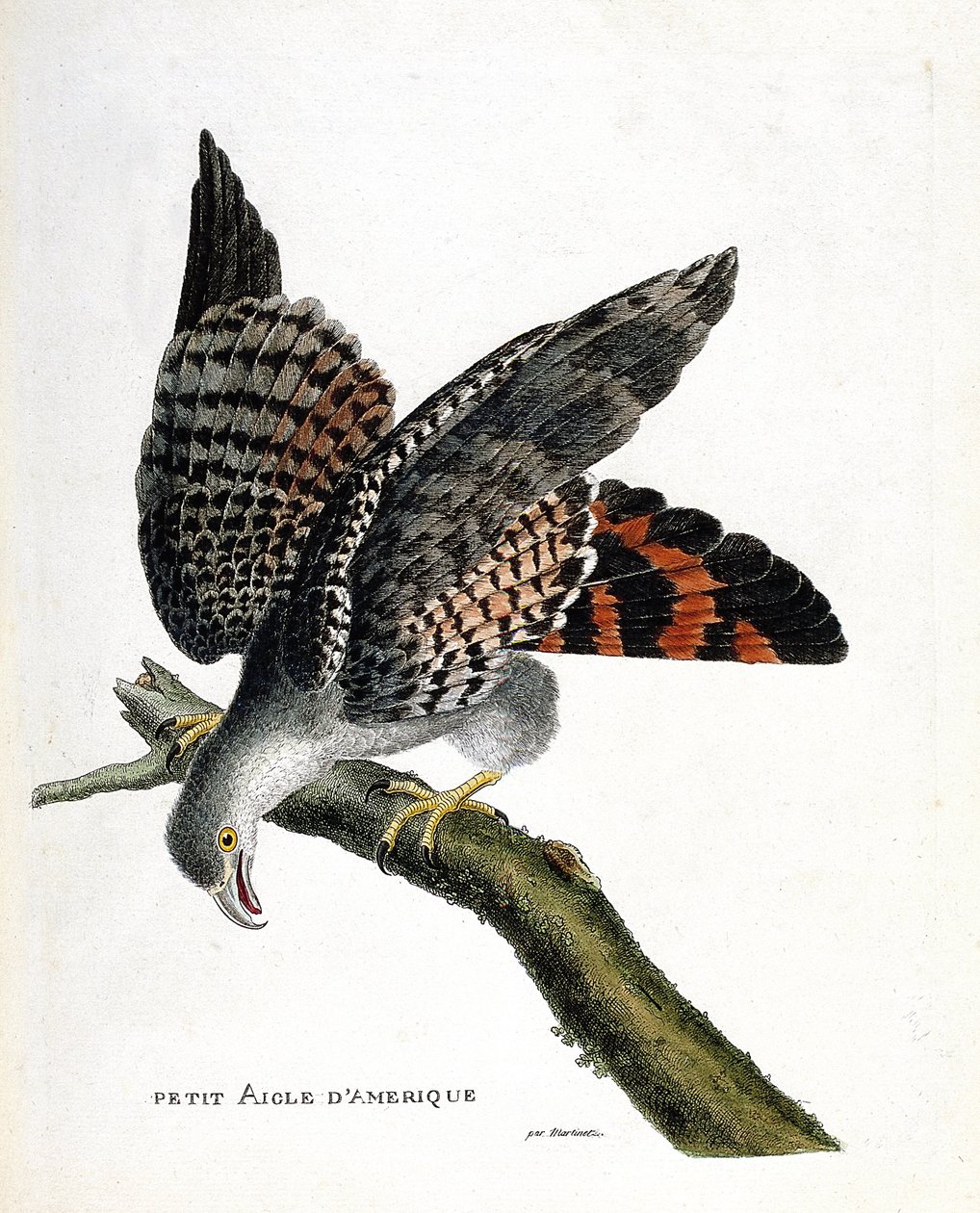 Eläinkartta (ornitologia): pieni amerikkalainen kotka (buffon busard tai sirkusbuffoni) oksalla. Kuvitus Francois Nicolas Martinet