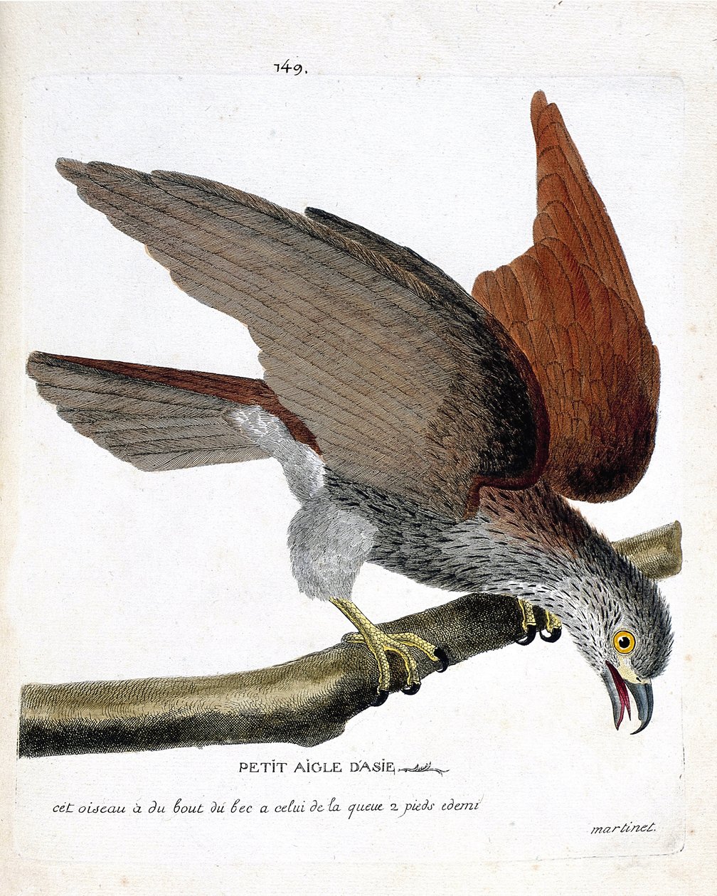 Eläinkartta (ornitologia): pieni aasialainen kotka (sacre tai haliastur indus) oksalla. Kuvitus Francois Nicolas Martinet