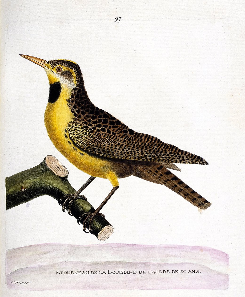 Eläinkartta (ornitologia): kottarainen lousiana (pretsturnella tai sturnella magna) oksalla. Kuvitus Francois Nicolas Martinet