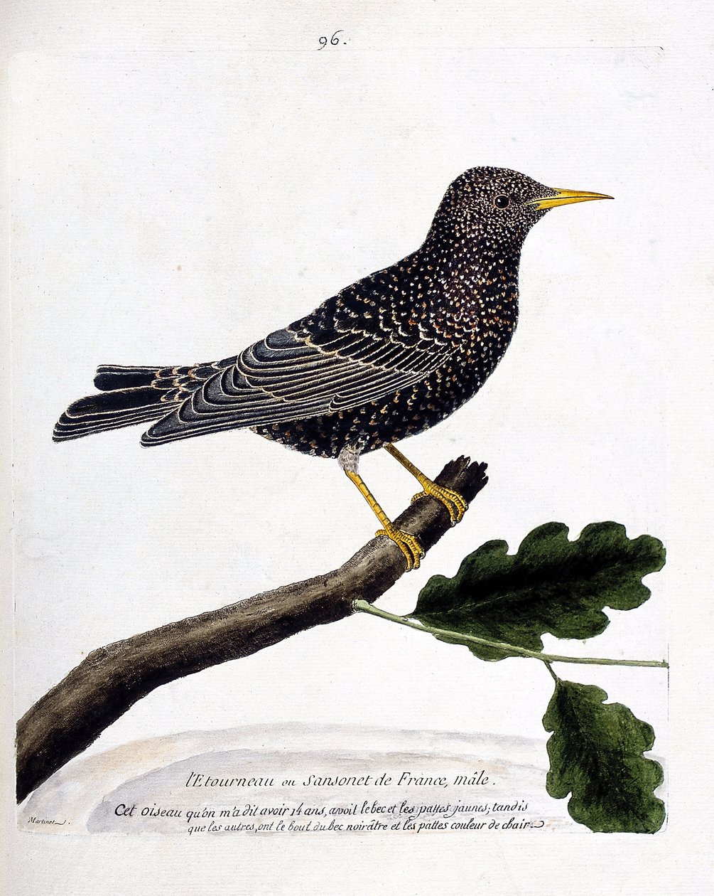 Eläinkartta (ornitologia): kottarainen tai sansonet (kottarainen tai sturnus vulgaris) oksalla. Kuvitus Francois Nicolas Martinet