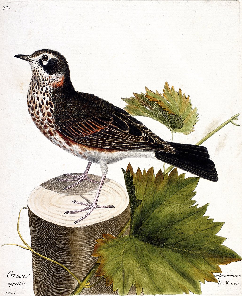 Eläinkartta (ornitologia): sammas, jota kutsutaan yleisesti mauvisiksi (mauvis thrush tai turdus iliacus) puukannassa. Kuvitus Francois Nicolas Martinet