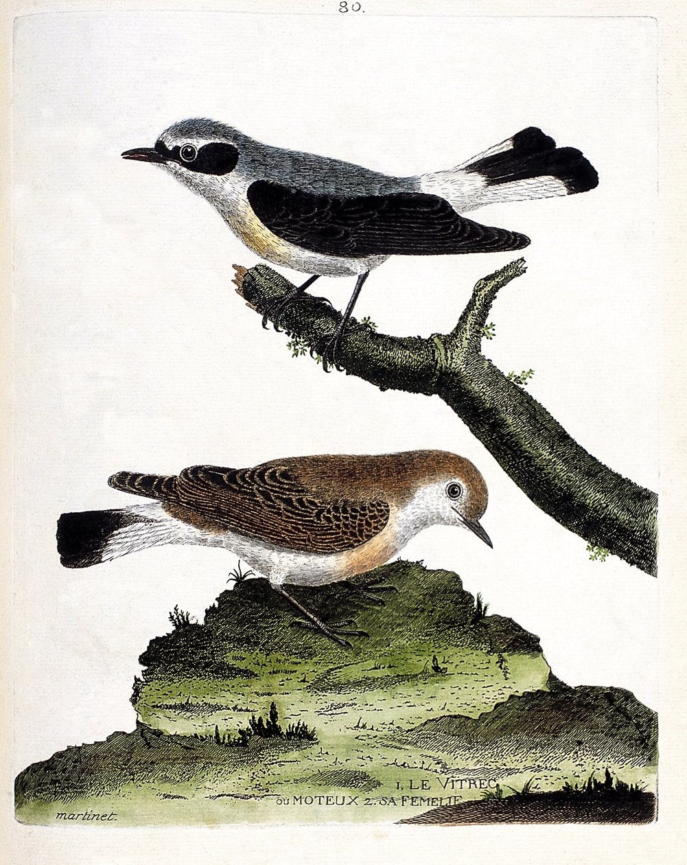 Eläinkartta (ornitologia): oksalla oleva vitrec (tai motous) ja sen naaras (mottous varsi tai oenanth). Kuvitus Francois Nicolas Martinet