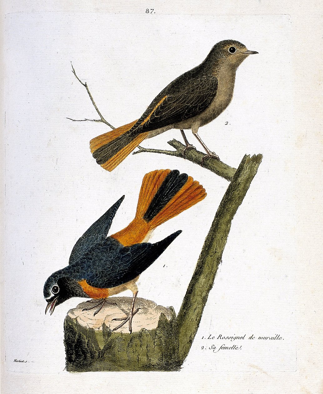 Eläinkartta (ornitologia): seinäsakialainen puukannassa ja sen naaras (punahäntä valkoisella otsalla tai phoenicurus phoenicurus) oksalla. Kuvitus Fra:n teoksesta "Lintujen historia, maalattu niiden esiintymisen ja herkkyyden suhteen" tekijältä Francois Nicolas Martinet