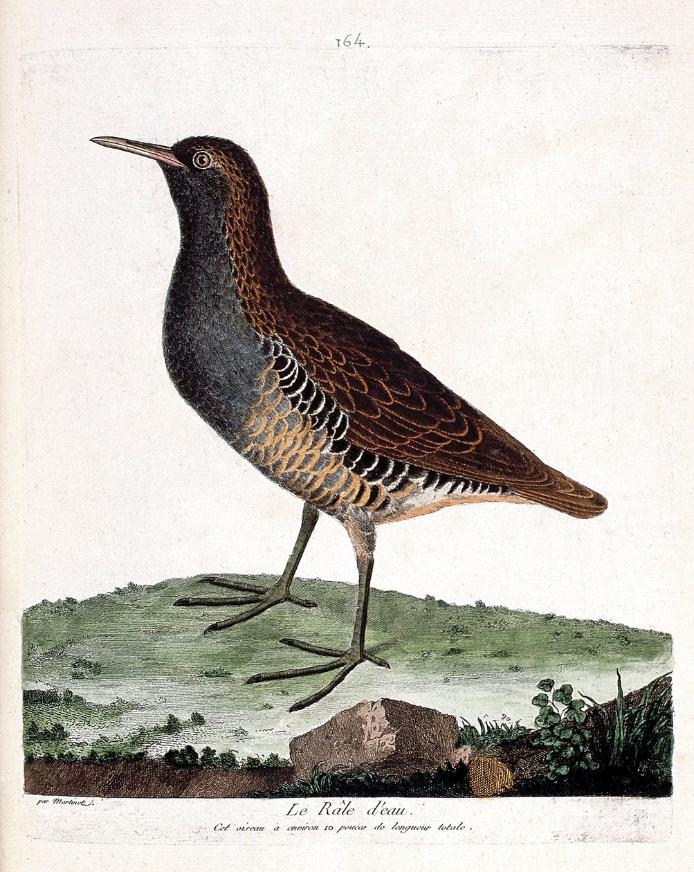 Eläinkartta (ornitologia): vesirale (rallus aquaticus). Kuvitus Francois Nicolas Martinet