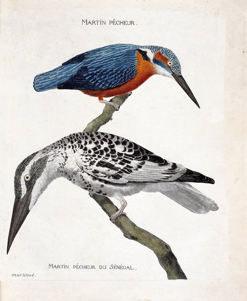 Eläinkartta (lintutiede): ylhäältä alas: Kingfisher (Euroopan kuningaskala tai alcedo atthis) ja Senegalin kuningaskala (kuningaskalapiirakka tai Ceryle rudis). Kuvitus kirjassa "Lintujen historia, ulkonäöltään maalattu ja herkkä tekijältä Francois Nicolas Martinet