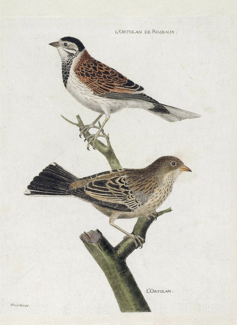 Eläinkartta (ornitologia): ylhäältä alas: Ruokovarpunen (Reed Sparrow tai Emberiza schoeniclus) ja Ortolan (Ortolan Sparrow tai Emberiza hortulana) oksalla. Kuvitus artikkelissa "Lintujen historia, maalattu niiden esiintymiselle ja herkkyydelle" tekijältä Francois Nicolas Martinet
