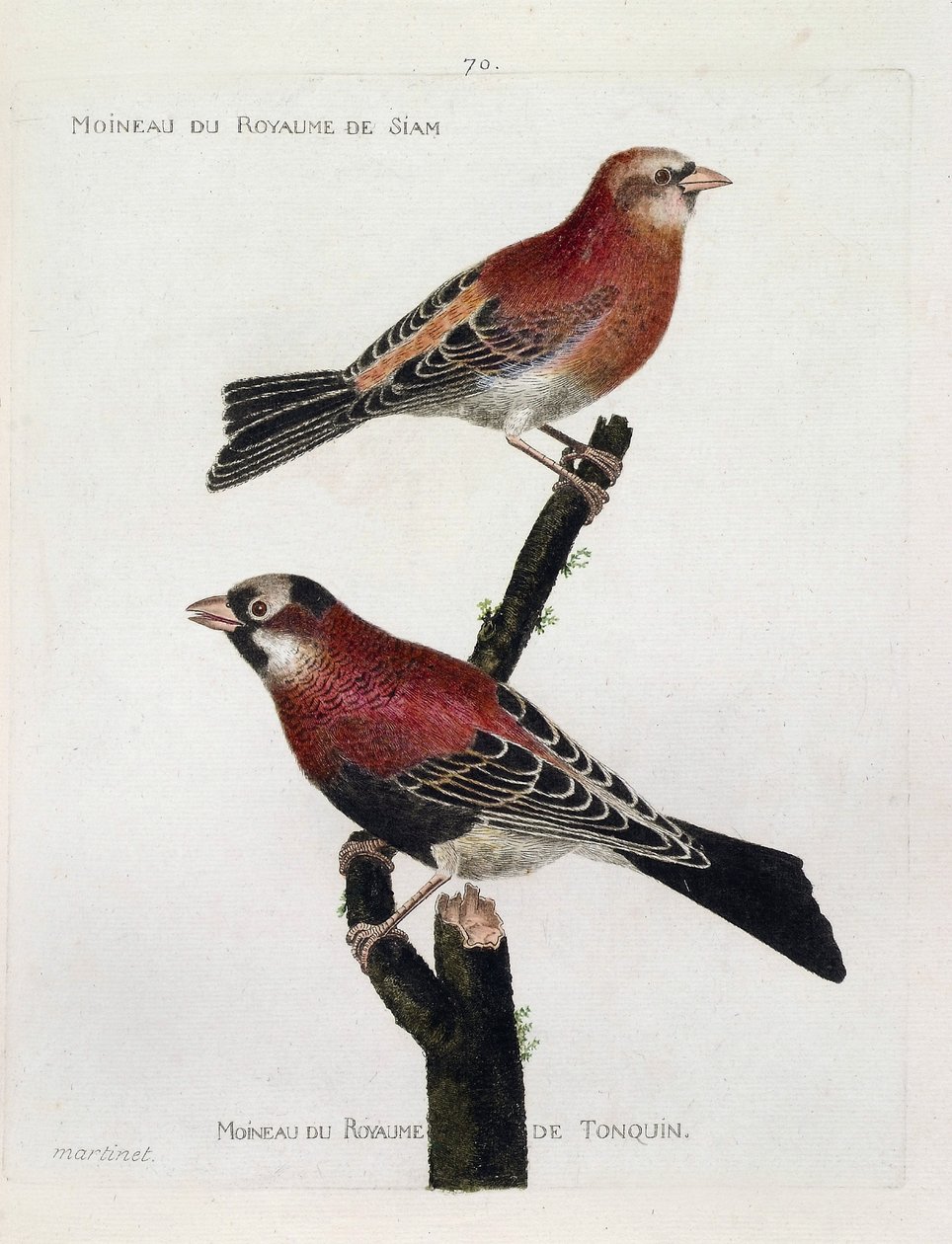Eläintietokartta (ornitologia): ylhäältä alas: Siamin valtakunnan varpunen (Crimson Roselin tai carpodacus eruthrinus) ja Tonquinin valtakunnan varpunen (tonkin) oksalla. Kuvitus teoksessa "The History of the Birds, Painted in Their Appearing and S tekijältä Francois Nicolas Martinet