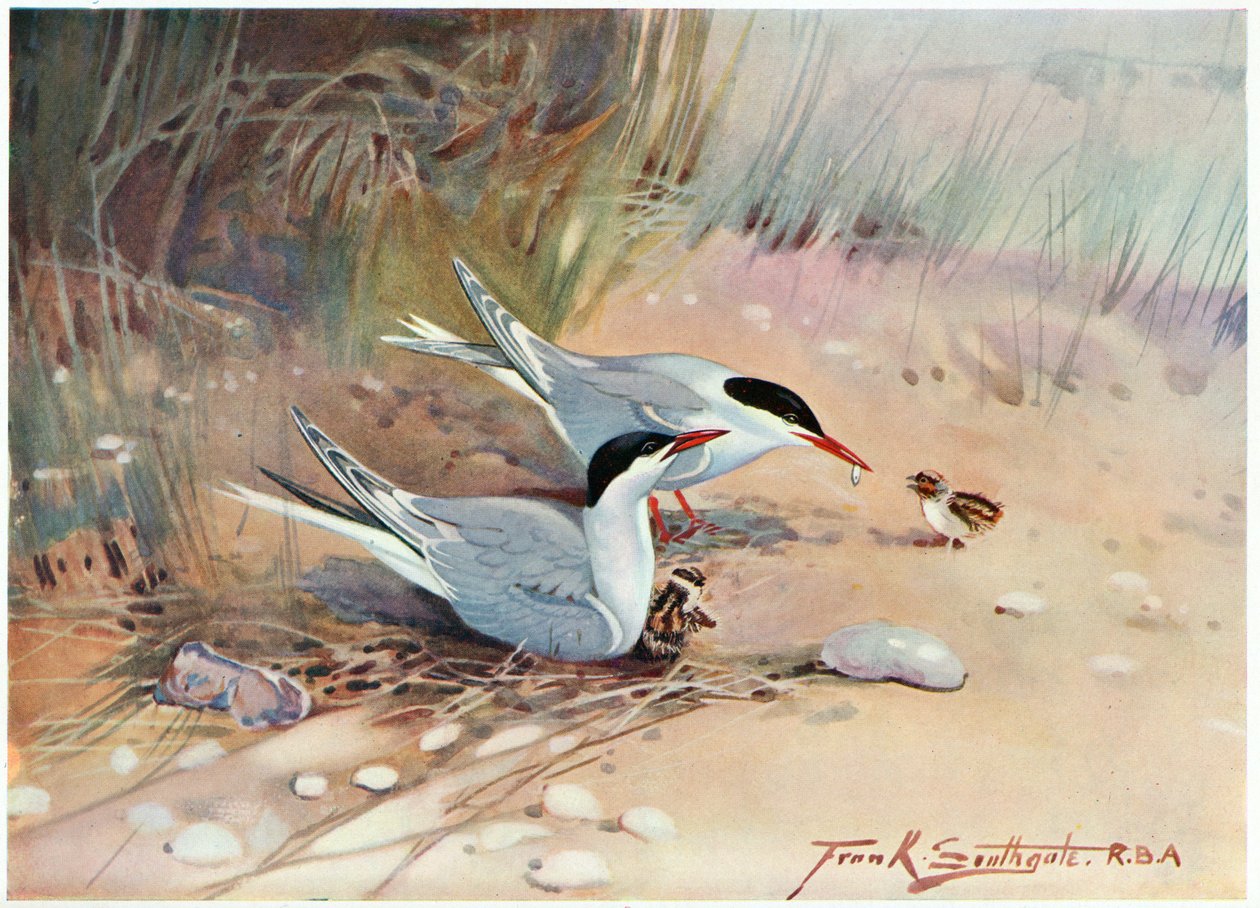 Tiira, kuva artikkelista "Wildfowl and Waders" tekijältä Frank Southgate