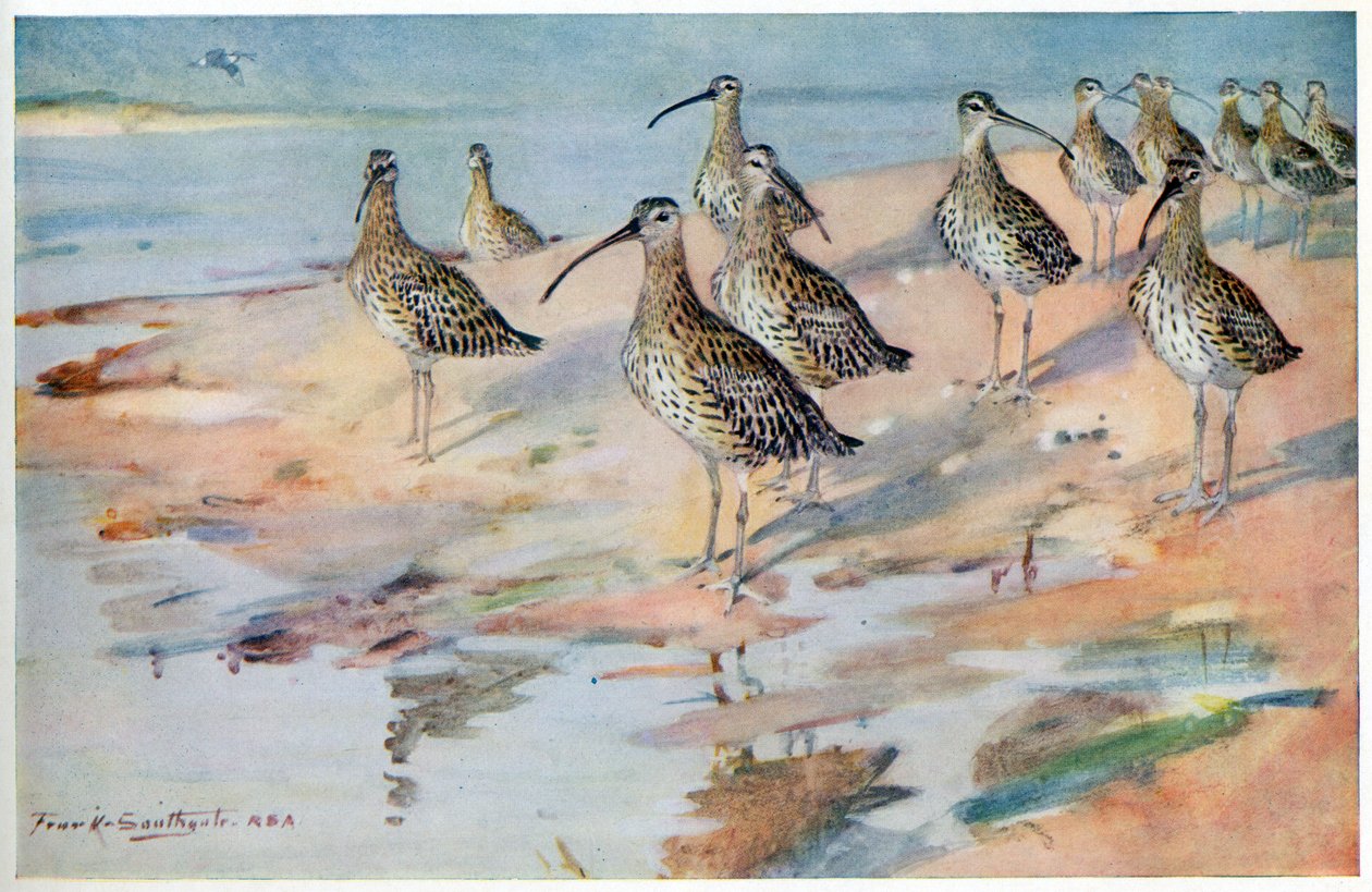 Curlew at Blakeney Point, kuva "Wildfowl and Waders" tekijältä Frank Southgate