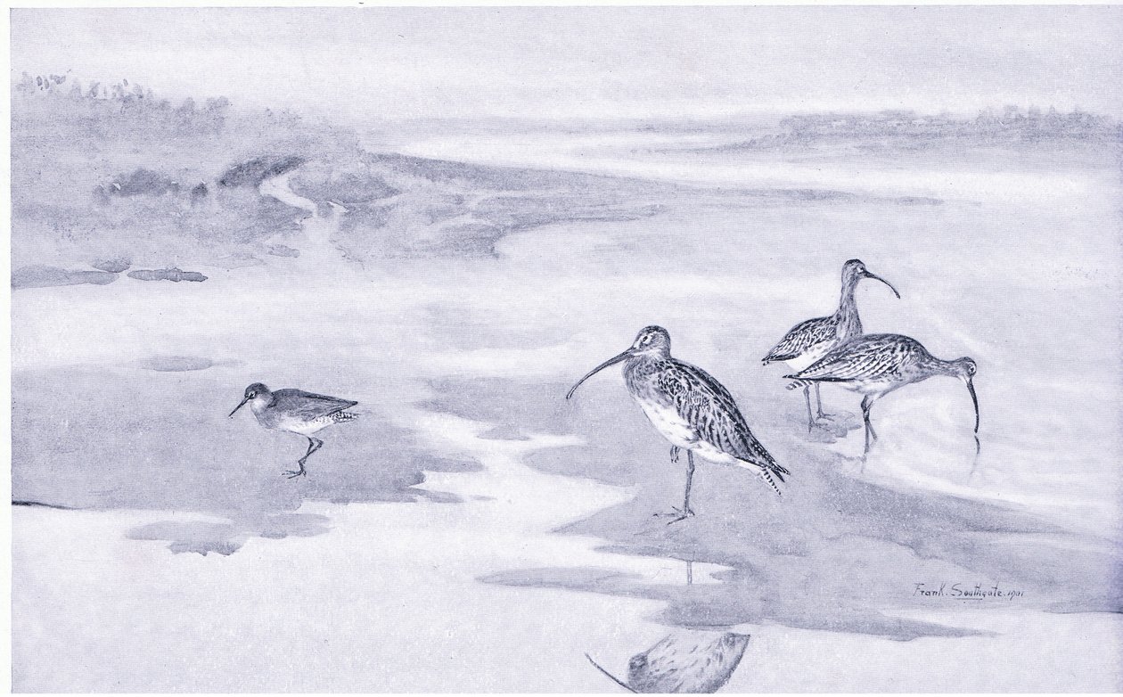 Curlew-ruokinta tekijältä Frank Southgate