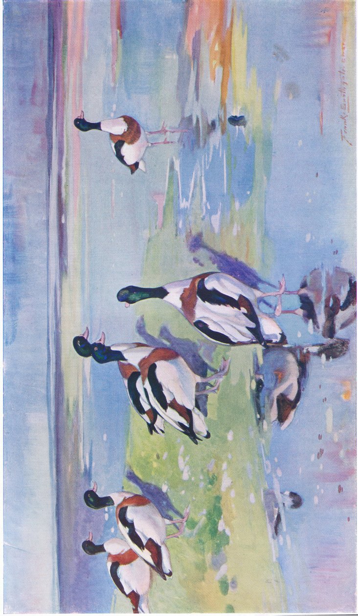 Sheld Ducks on mudflats tekijältä Frank Southgate