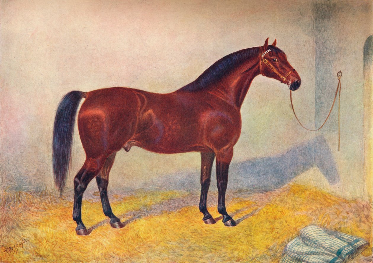 Cleveland Bayn ori Sultan, c1902 c1910 tekijältä Frank Babbage