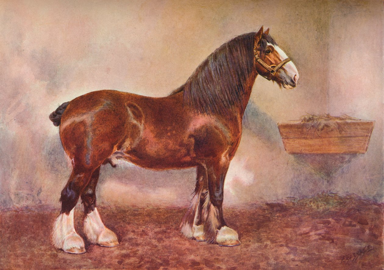 Clydesdale-oriori Prince of Albion, c1900 c1910 tekijältä Frank Babbage