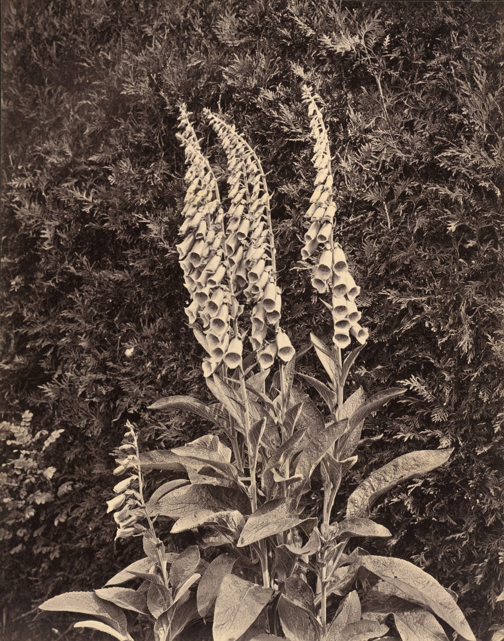 Foxgloves,c. 1860-luku (kuva) tekijältä Frank Mason Good