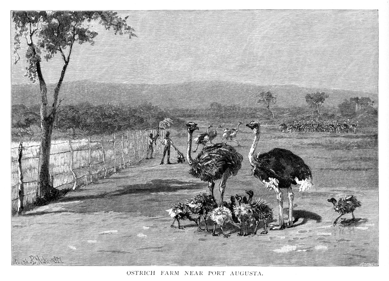 Strutsifarmi lähellä Port Augustaa, Etelä-Australia, 1886 tekijältä Frank P. Mahony