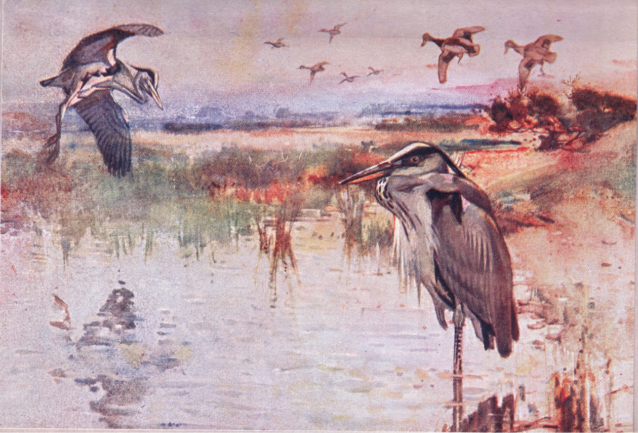 The Heron, kuvitus Wild Nature & Country Lifesta, julkaisija Hodder & Stoughton, n. 1910 tekijältä Frank Southgate