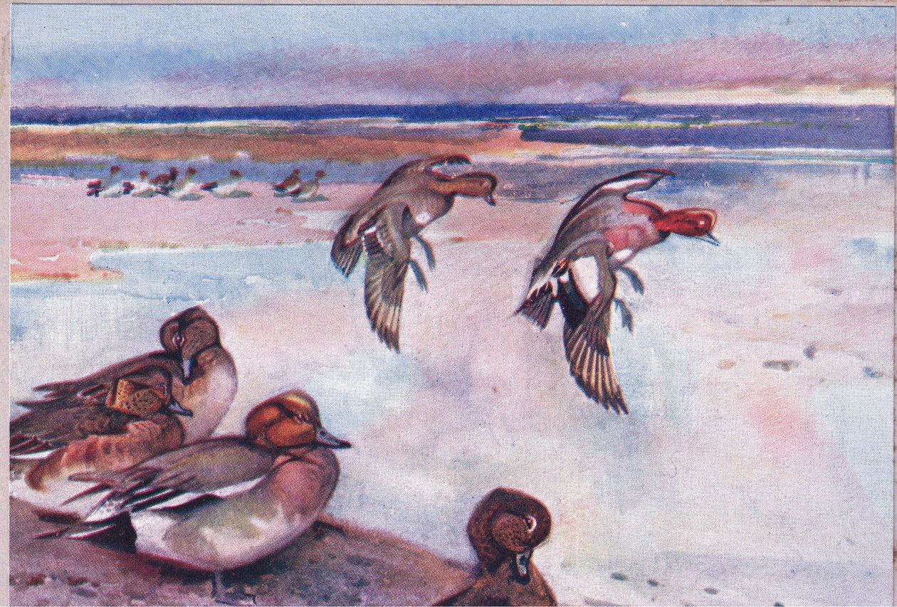 Widgeons, kuvitus Wild Nature & Country Lifesta, julkaisija Hodder & Stoughton, n. 1910 tekijältä Frank Southgate