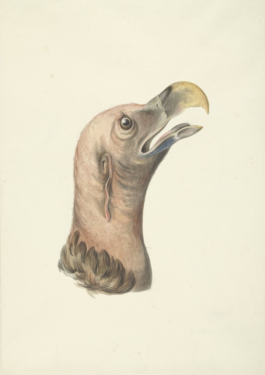 Korppikorppikotkan pää (Otogyps auricularis Daud) tekijältä François Levaillant (circle of)