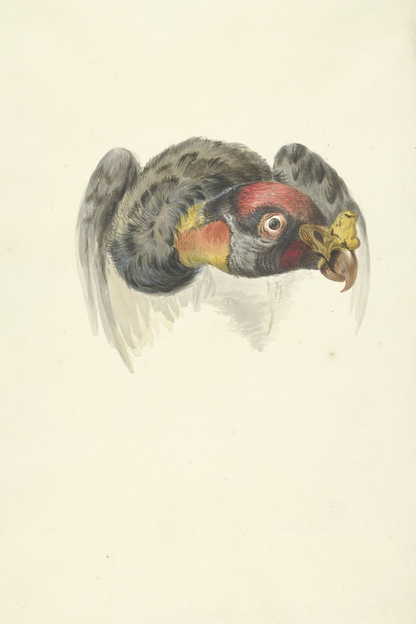 Kuningaskorppikotkan pää (Sarcoramphus papa) tekijältä François Levaillant (circle of)