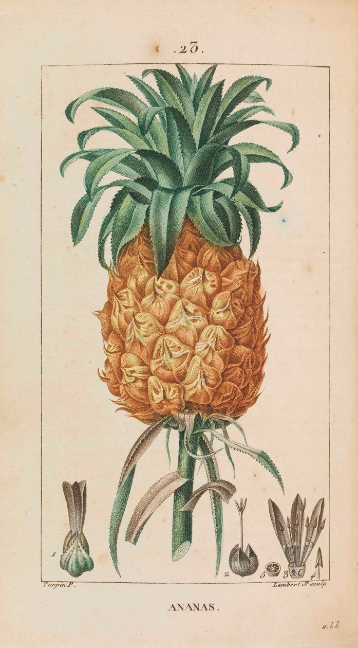 Ananas. Lääketieteellinen kasvisto, 1814-1820. tekijältä François Pierre Chaumeton