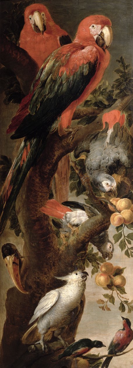 Arat ja papukaijat tekijältä Frans Snyders or Snijders