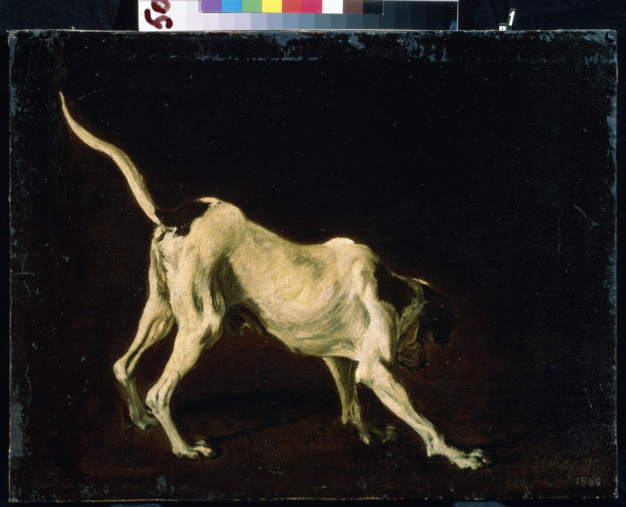 Koira (koira). Frans Snydersin (1579-1657) maalaus. Öljy kankaalle tekijältä Frans Snyders or Snijders
