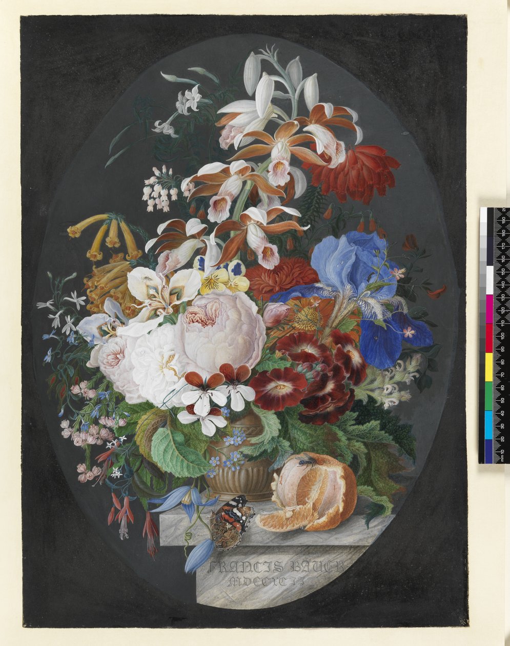 Marmorireunuksella kuorittu appelsiini ja koristeltu ruskea ruukku, jossa on kukkia, kuten ruusuja, pelargoniumia, trooppista orkideaa, ruohomaista klematista punaisella amiraaliperhosella, 1792 (guassi vellillä tekijältä Franz Andreas Bauer