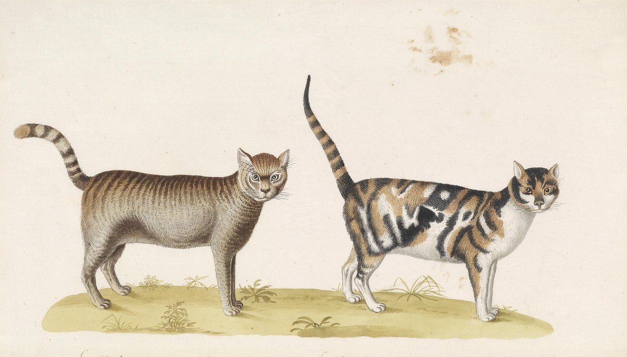 Wilde Katze, Hauskatze tekijältä Franz Anton von Scheidel