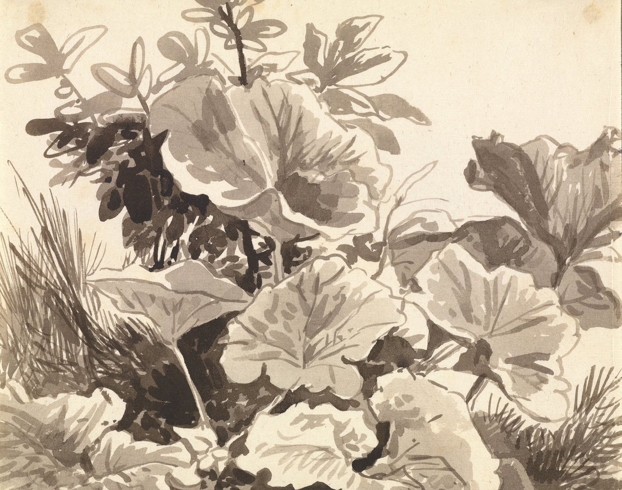 Tutkimus Coltsfoot Leaves tekijältä Franz Innocenz Kobell