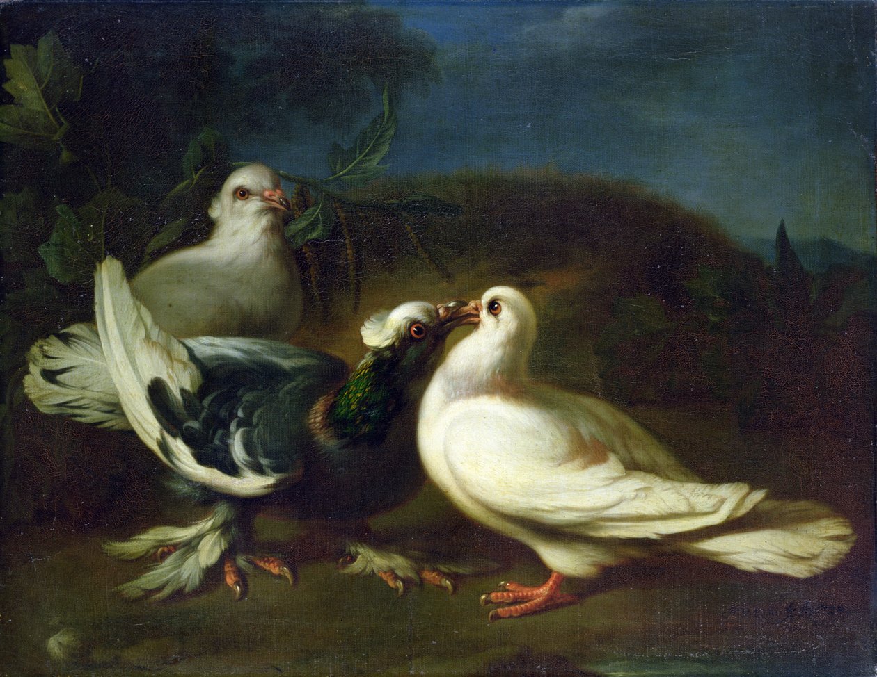 Kyyhkyset, 1724 tekijältä Franz Werner Tamm