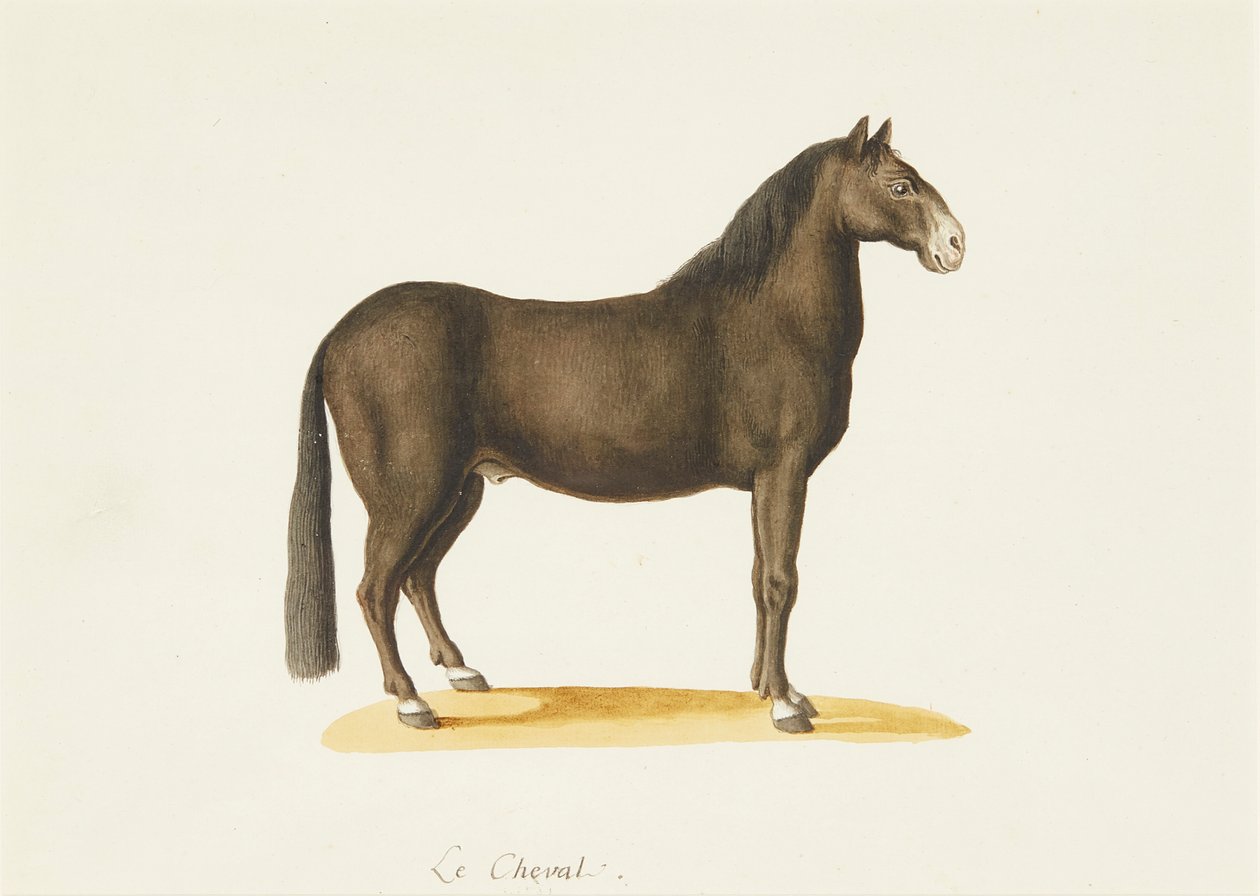 Hevonen (akvarelli) tekijältä Franz Anton von (attr.to) Scheidel